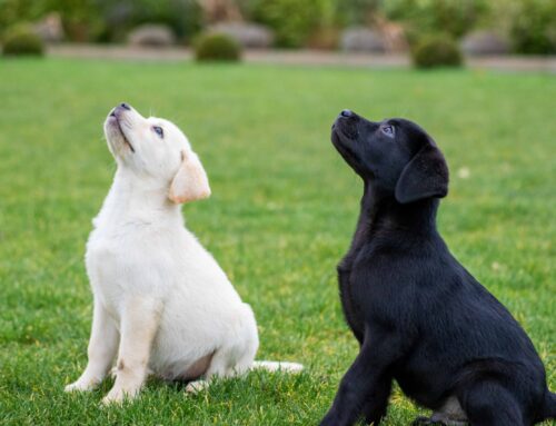 Hundewelpen und Vertriebsabläufe: eine Gemeinsamkeit